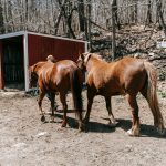 Post-Workout Equine Care: Managing Soft Tissue Strain and Speeding Up Recovery