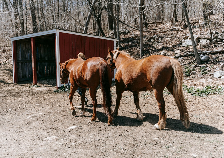 https://itsupplychain.com/wp-content/uploads/2026/09/Post-Workout-Equine-Care-900-x-636.jpg