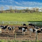 Tirlán prepares for continued growth with independent SAP landscape
